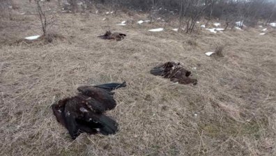 Отровиха защитени лешояди край село Тича