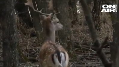 Годината ON AIR: Благодарение на "Новините ON AIR" елен лопатар заживя нов живот