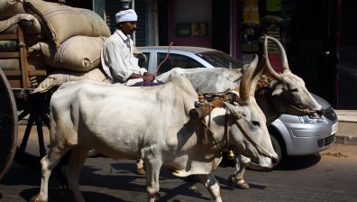 Добитъкът е по-голям виновник за вредните емисии от автомобилите