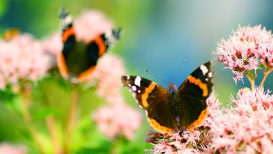 Човешката дейност и климатичните промени заличават пеперудите