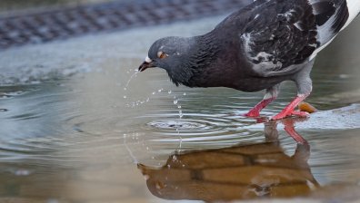 Новата седмица идва с летни бури на места и високи температури