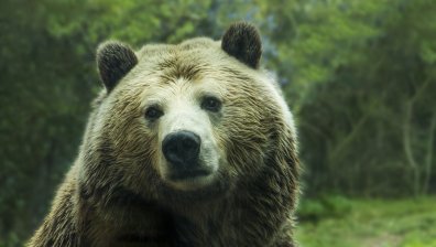 Мечка гризли нападна палатков лагер и уби жена в САЩ