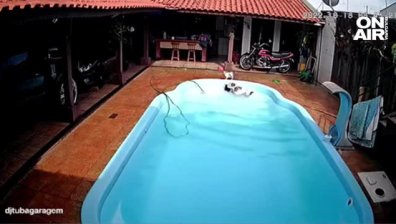 Приятел в нужда се познава: Питбул спаси малко кученце от удавяне в басейн (+ВИДЕО)