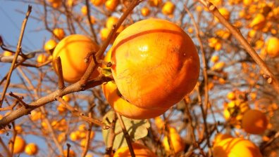 Райската ябълка помага за сърцето, очите и против диабета