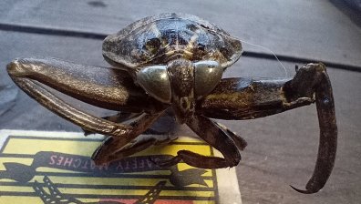 Нашествие на гигантски водни дървеници в няколко града у нас