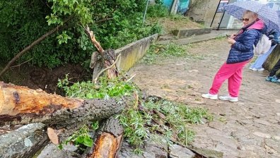 Паднали дървета след бурята в София, НИМХ обяви жълт код за опасно време във вторник