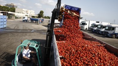120 тона домати влизат в епичната битка Томатина в Испания