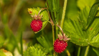 На днешния празник се берат диви ягоди за късмет