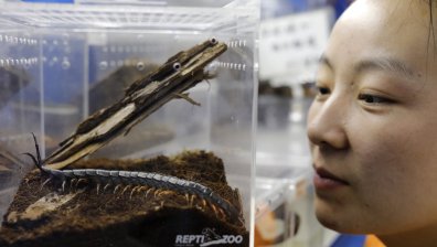 Учени откриха първата в света истинска многоножка с рекордните 1306 крака