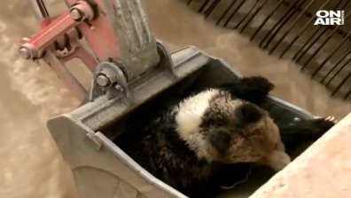 Спасиха мечка, попаднала във водноелектрическа централа в Китай