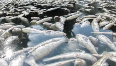 В Своге не могат да си отворят прозорците заради миризмата от разлагаща се риба