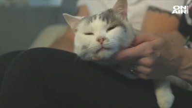 Мъркащи спасители: Наградиха котки, помогнали на своите стопани