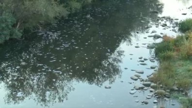 Мъртва риба скандализира Златарица, гражданите алармират Гешев