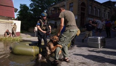 300 животни от зоопарка в Нова Каховка са загинали от наводнението