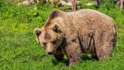 Габровци могат да си отдъхнат: Заловиха и преместиха мечката