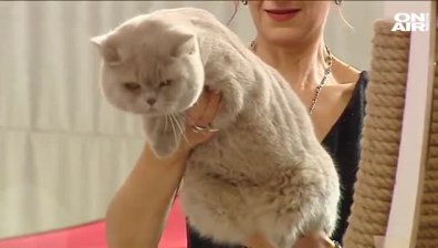 Над 120 котки от цял свят участват в изложба във Варна