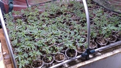 В Бухово хванаха баща и син с кокаин, марихуана и боен пистолет