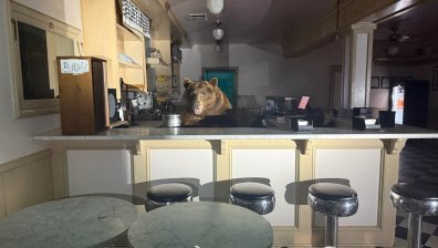 Мечка нахлу в магазин за сладолед в Калифорния (+СНИМКИ)