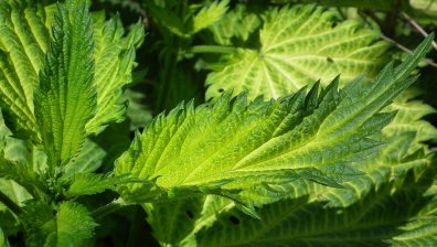 Ето за какво е полезна копривата