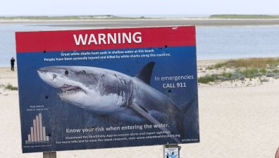 Акула захапа жена на плаж край Ню Йорк, забраниха плуването