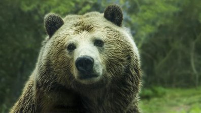 Румънец излезе да потича за здраве, уби го мечка
