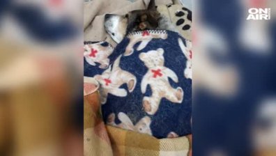 История за доброто: Спасиха куче в тежко състояние