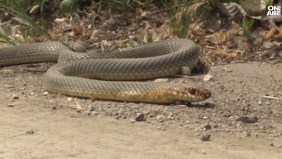 Страхът е повече от отровата: Сигнали за змии в градовете, опасни са само два вида