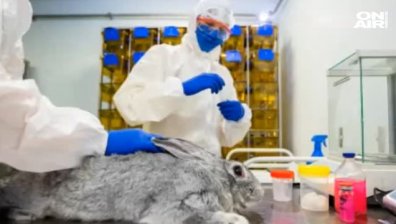 Русия започна да ваксинира и животни срещу Ковид-19