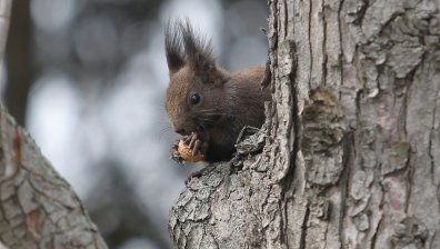 Времето се разваля - вятър, дъжд и гръмотевици на много места в страната