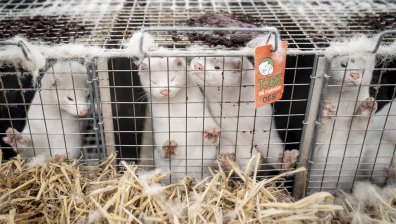 СЗО: Мутация на Ковид-19 във ферми за норки в 6 държави