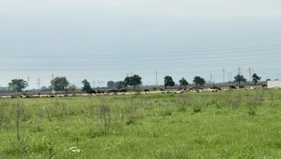 Стада, миризма, фекалии от овце, кози и крави в пловдивски квартал