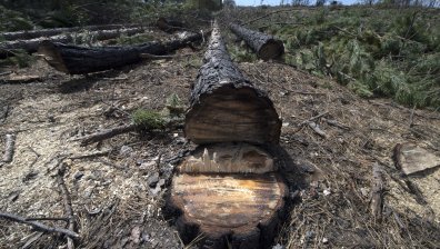 Русия отмъква дървения материал на Украйна, обезлесяването е огромно