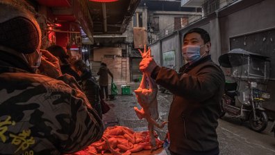 Ковид-19 произхожда от незаконно търгувани еноти на пазара в Ухан?