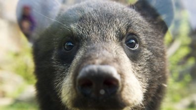 Осъдиха жена в Пенсилвания, прибрала и хранила дива мечка