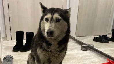 Ненад Цоневски, който прегази кучето Мая, е свободен срещу 5 000 лв. гаранция