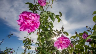 Времето днес: Топло с превалявания на места