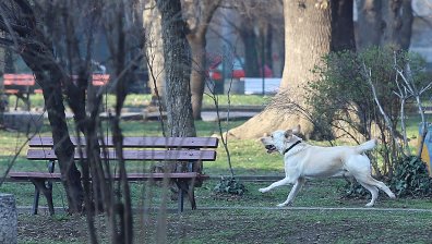 От Helpbook: Където играят децата ни, често се разхождат кучета
