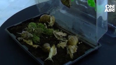 Охлюви, по-големи от човешка длан, могат да видят посетителите на екомузея в Русе