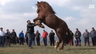 Тодоровден е - празникът на коневъдството и конния спорт. Честито на всички именници