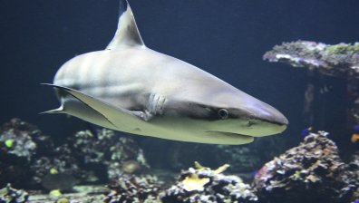Опитват да заловят бялата акула, разкъсала плувец край бреговете на Сидни
