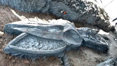 Откриха фосил на древен кит в Тайланд, скелетът е на хиляди години