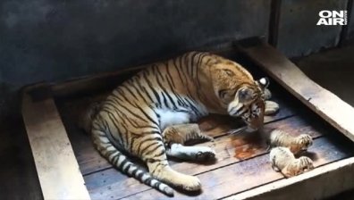 Необичайно: Манджурска тигрица роди 5 малки наведнъж