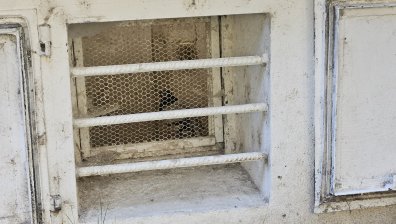Отглеждат гълъби в мазе на жилищна сграда в столичен квартал