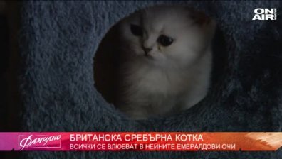  Семейни констелации