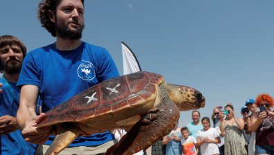Морски видове измират заради високите температури в Средиземно море
