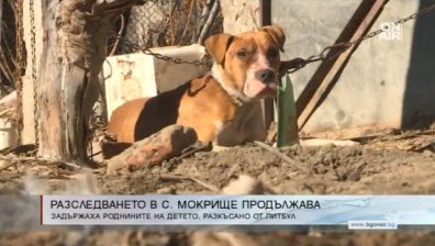 Арестуваха собствениците на питбула убиец в Пазарджишко