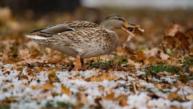 Прогноза за седмицата: Сняг и дъжд, след което ще се стопли