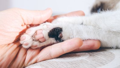 ЕС предлага забрана за продажба на кучета и котки в зоомагазини