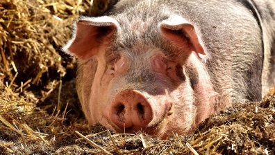 Откриха африканска чума на мъртва дива свиня в Серес