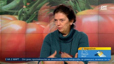 Опасни гъсеници убиват розовия ни домат - отказваме ли се от българския вкус?